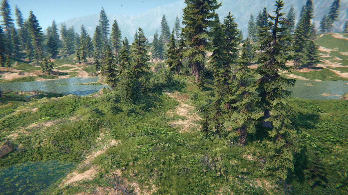 Spruce Forest