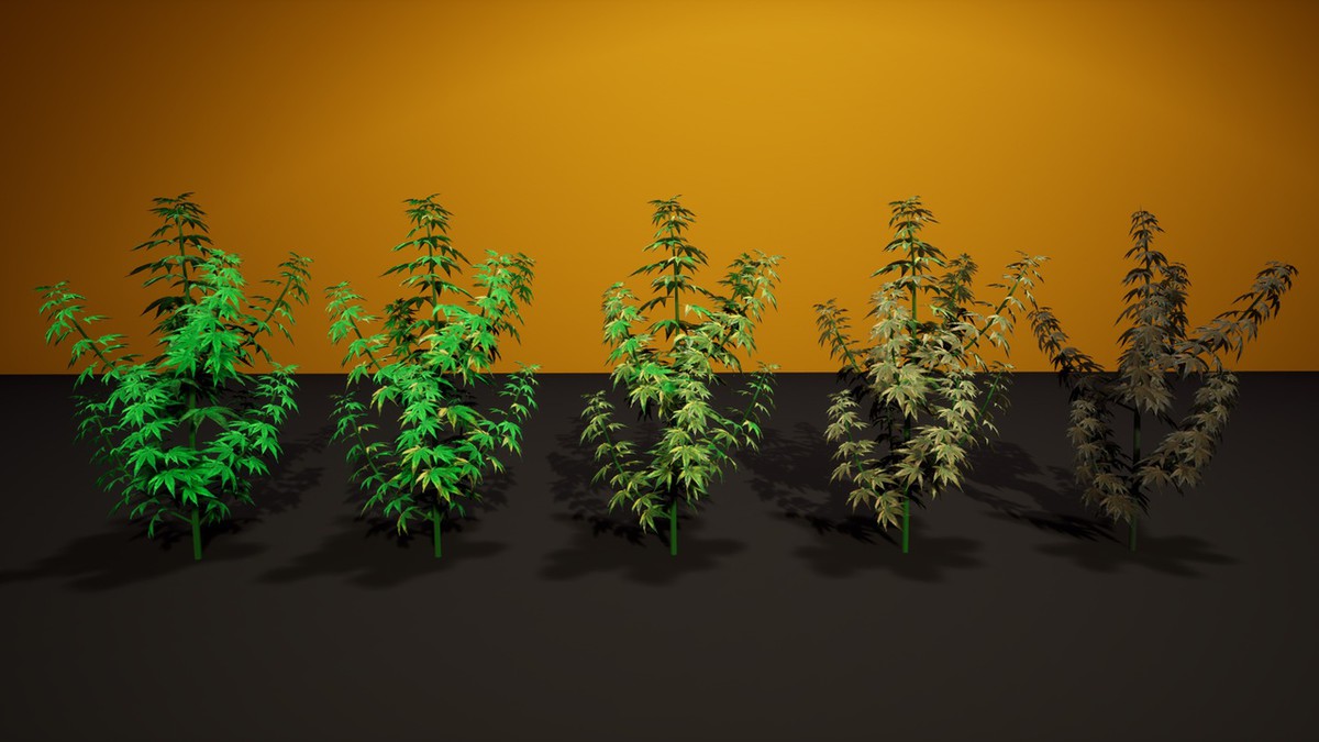 Cannabis (Hemp) Plant 3D Models Pack