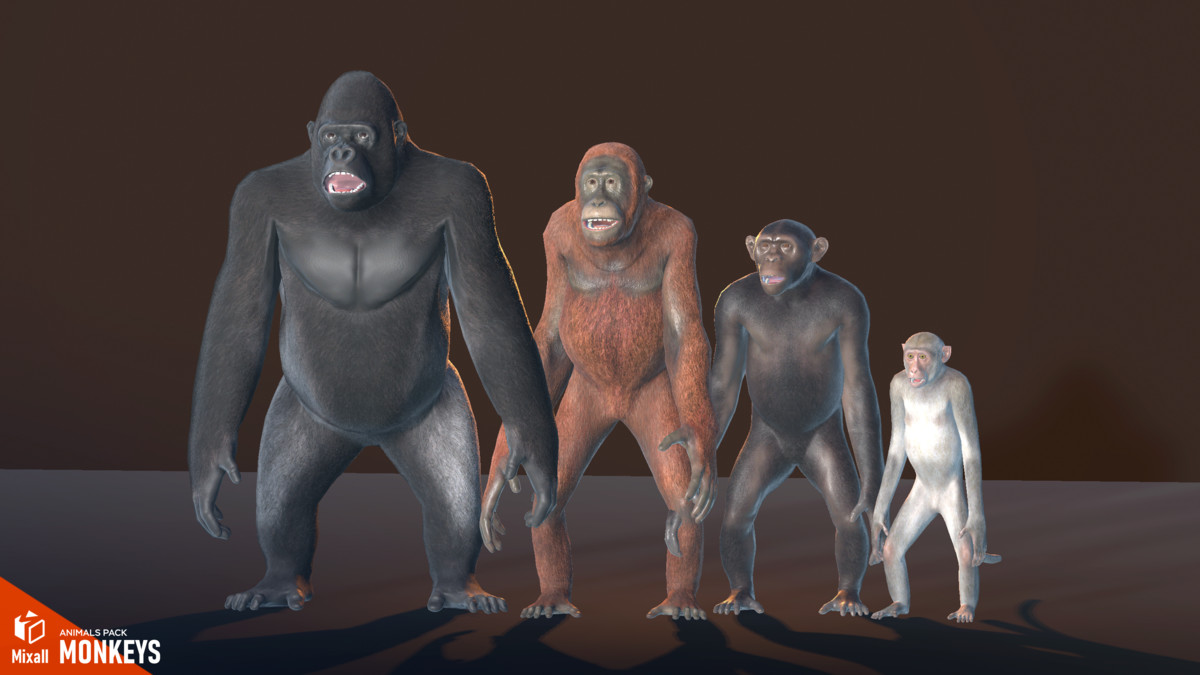 Monkeys - animals pack