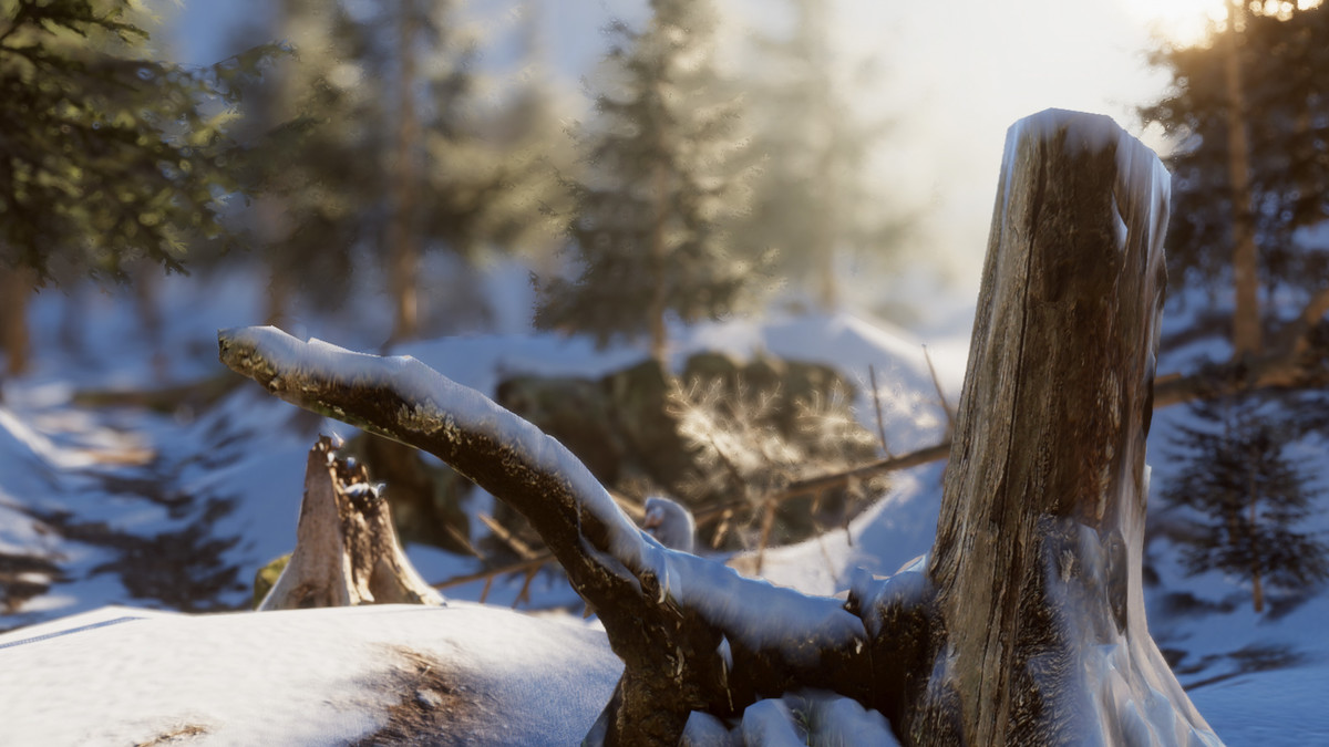 Mountain Forest Stumps
