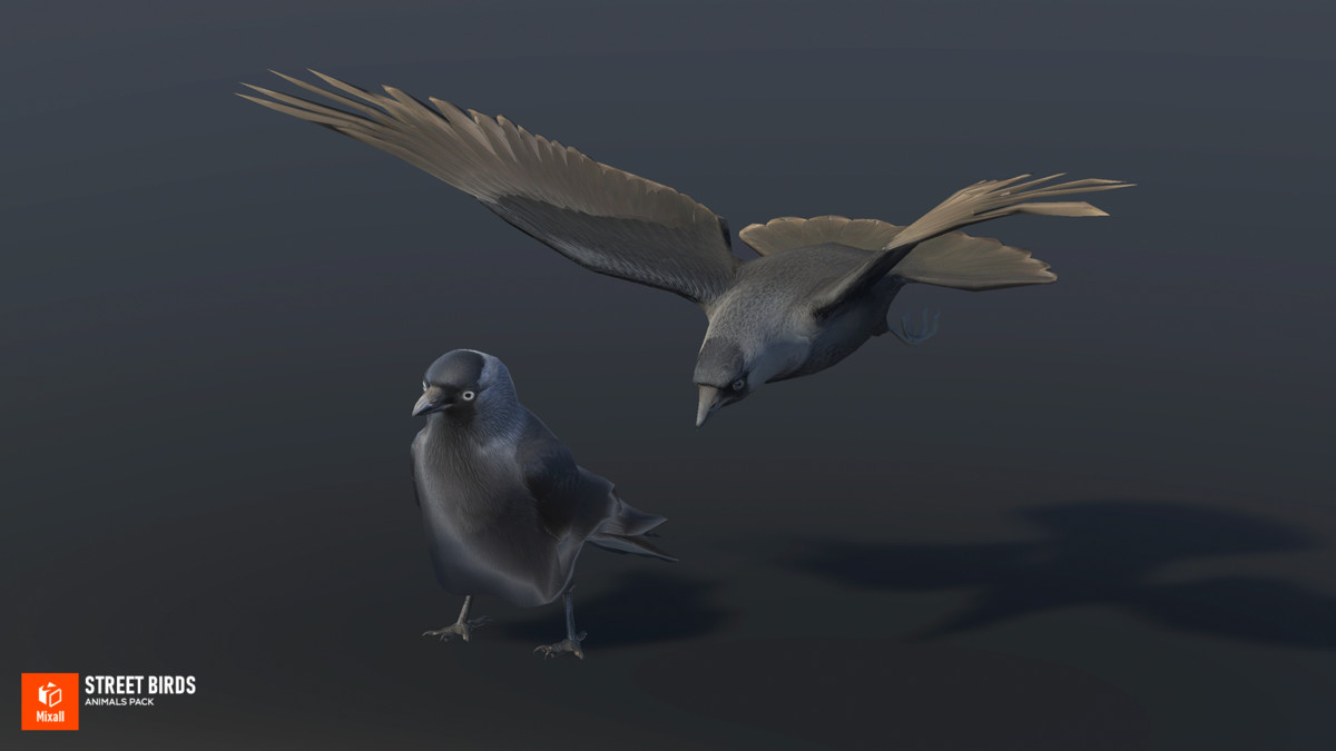 Street birds - animals pack