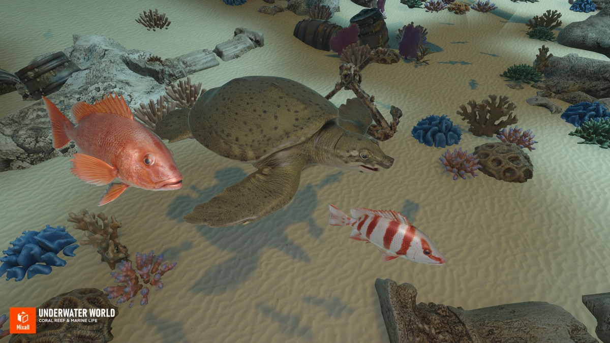 Underwater world - Coral Reef & Marine Life