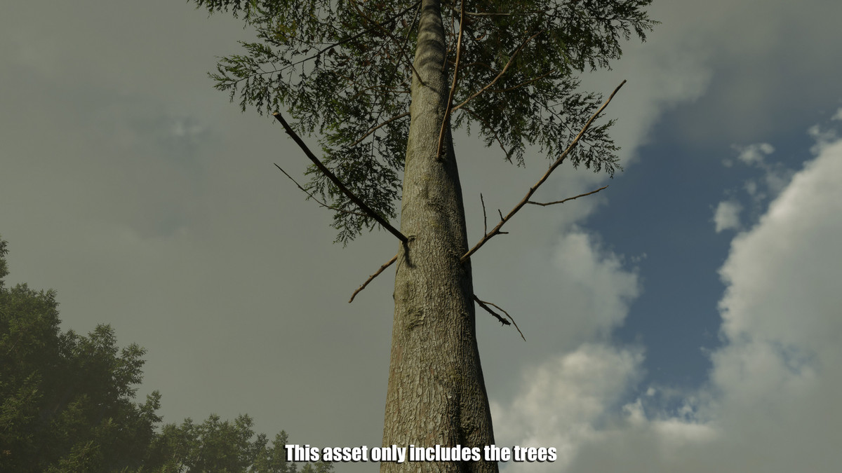 Cypress Tree