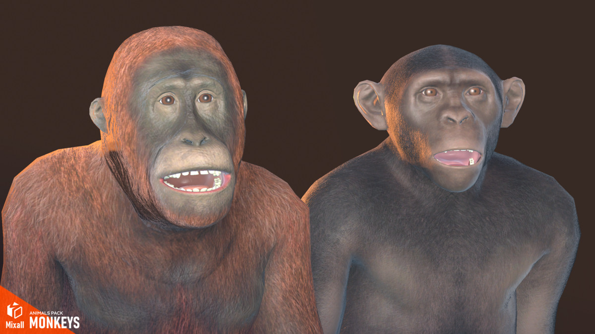 Monkeys - animals pack