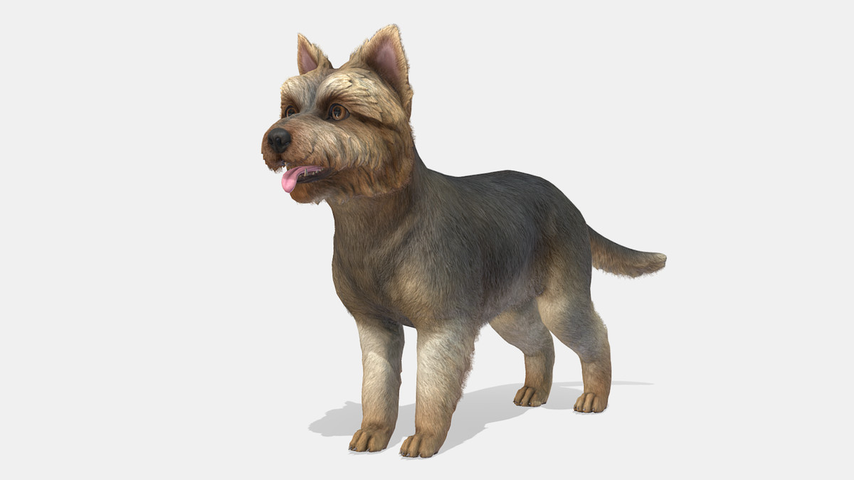 Dog - Yorkshire Terrier