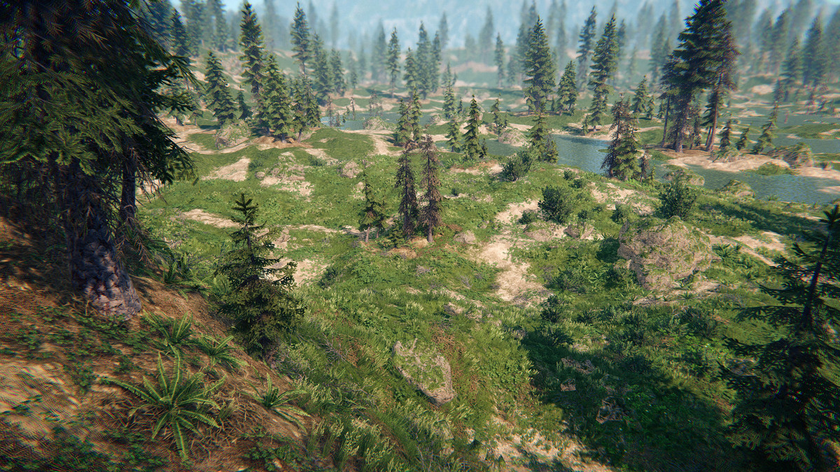 Spruce Forest