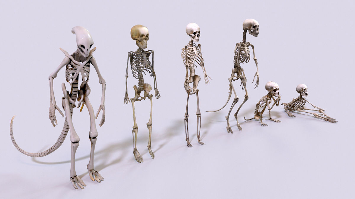Ultimate Skeleton and Skull Pack. Game-ready low-poly assets