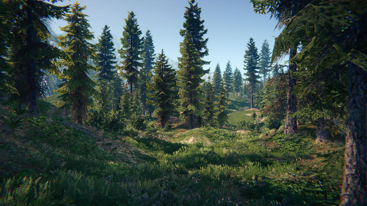 Spruce Forest