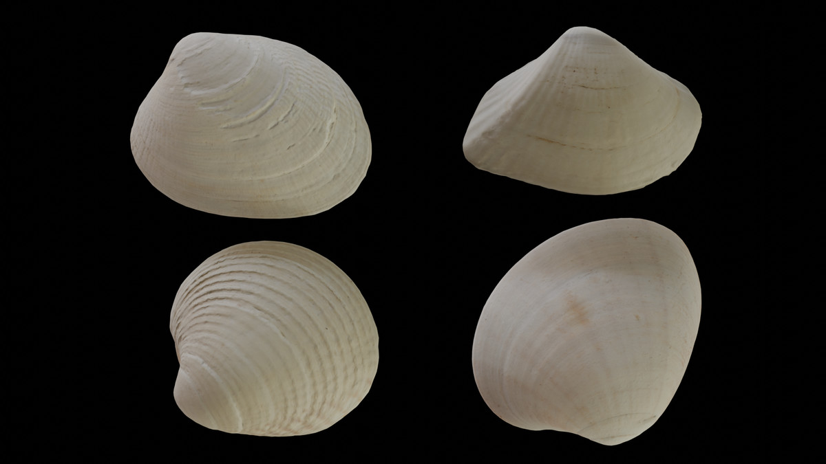 48 SeaShells Bundle