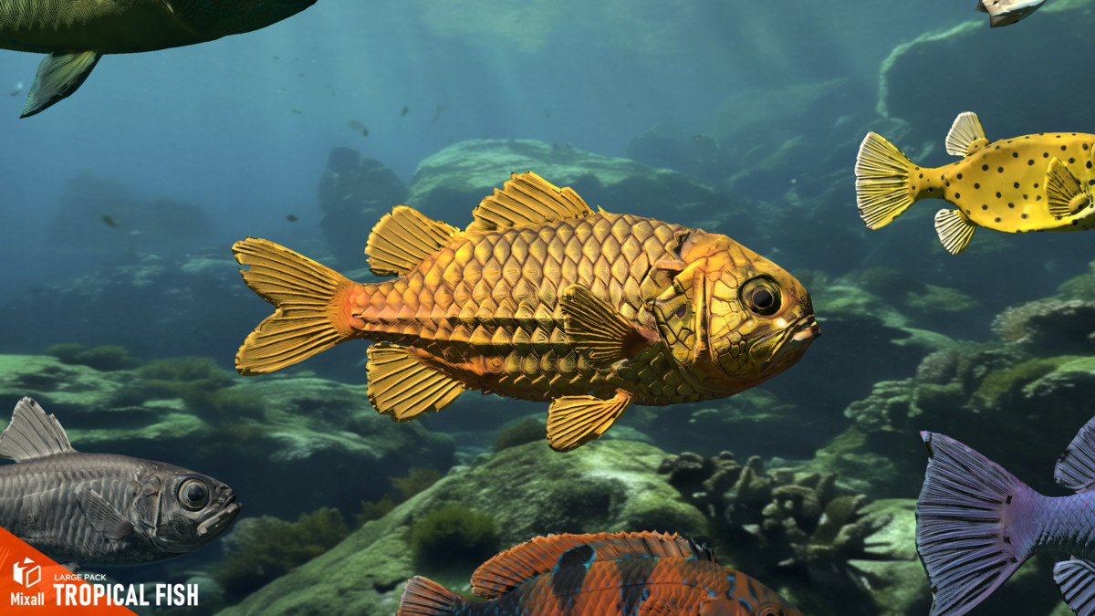 Tropical fish - large pack