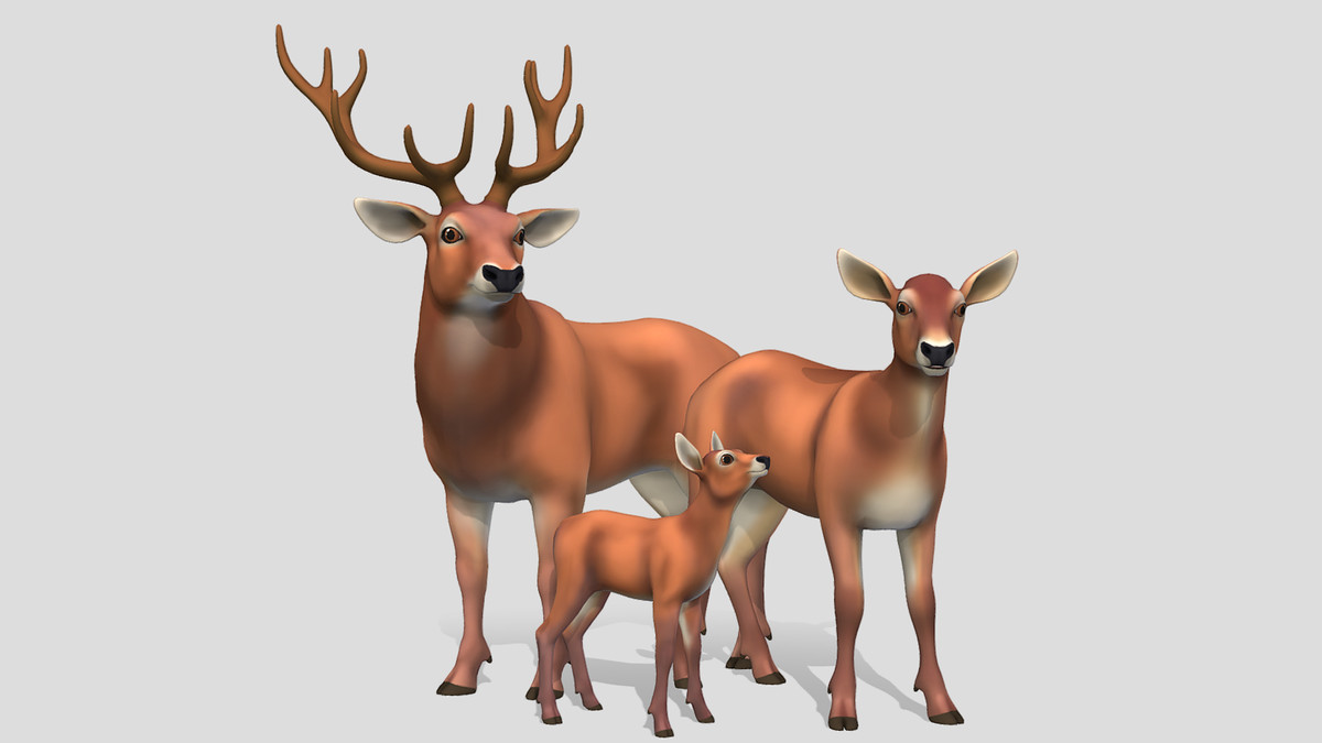 Cartoon Wild Animals