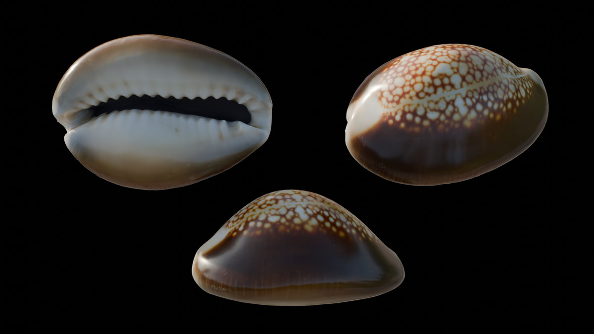 SeaShells Pack Vol 1