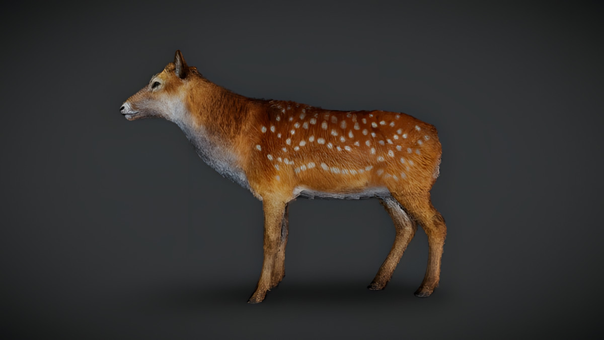 WILDPOLY - Animated Animals – Realistic Pack