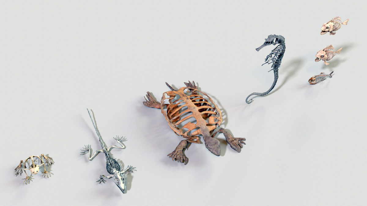 Ultimate Skeleton and Skull Pack. Game-ready low-poly assets