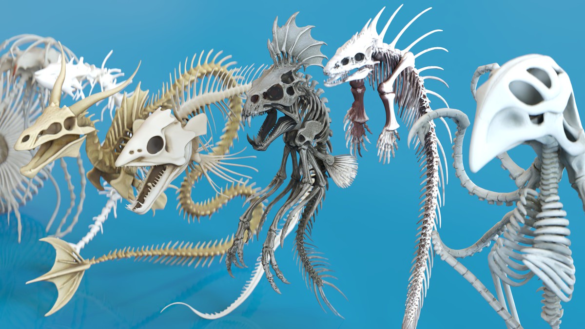 Fish and Underwater Creatures Skeleton Collection – Marine Bone 3D Asset Pack