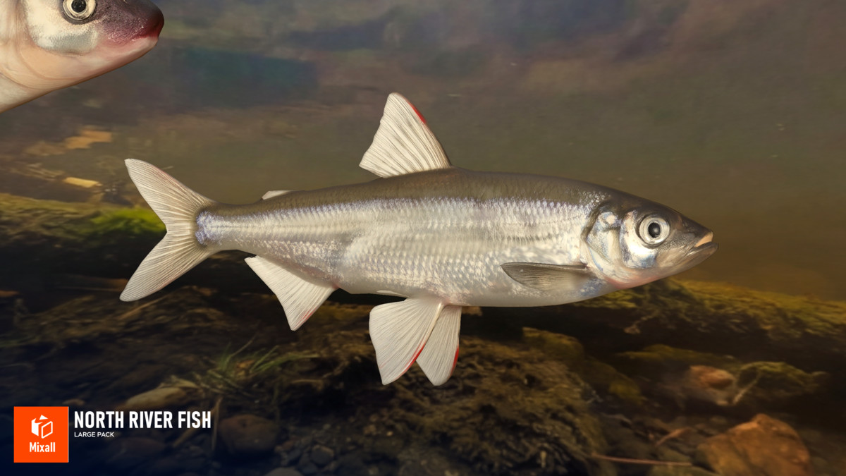 North river fish - large pack