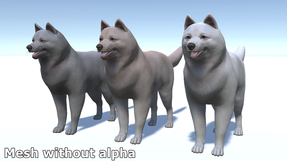 Dog - Samoyed