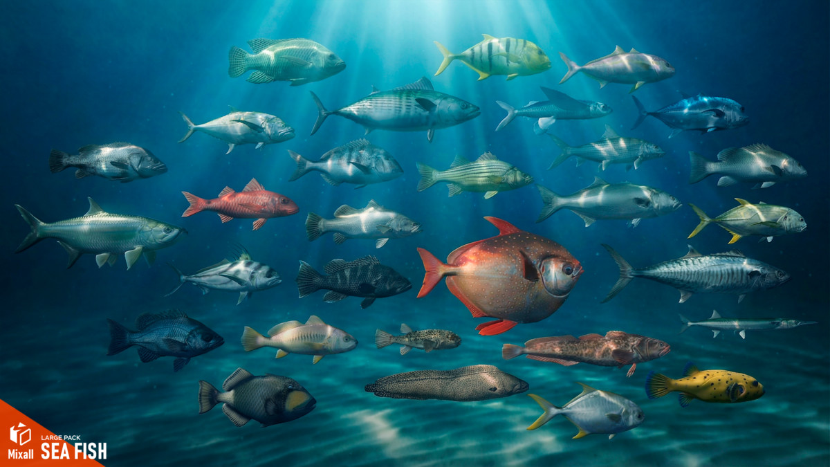 Sea fish - large pack