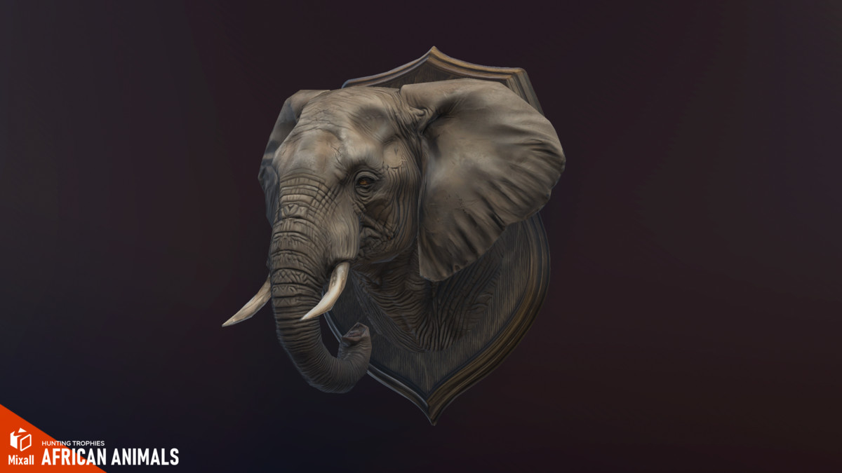African animals – Hunting trophies