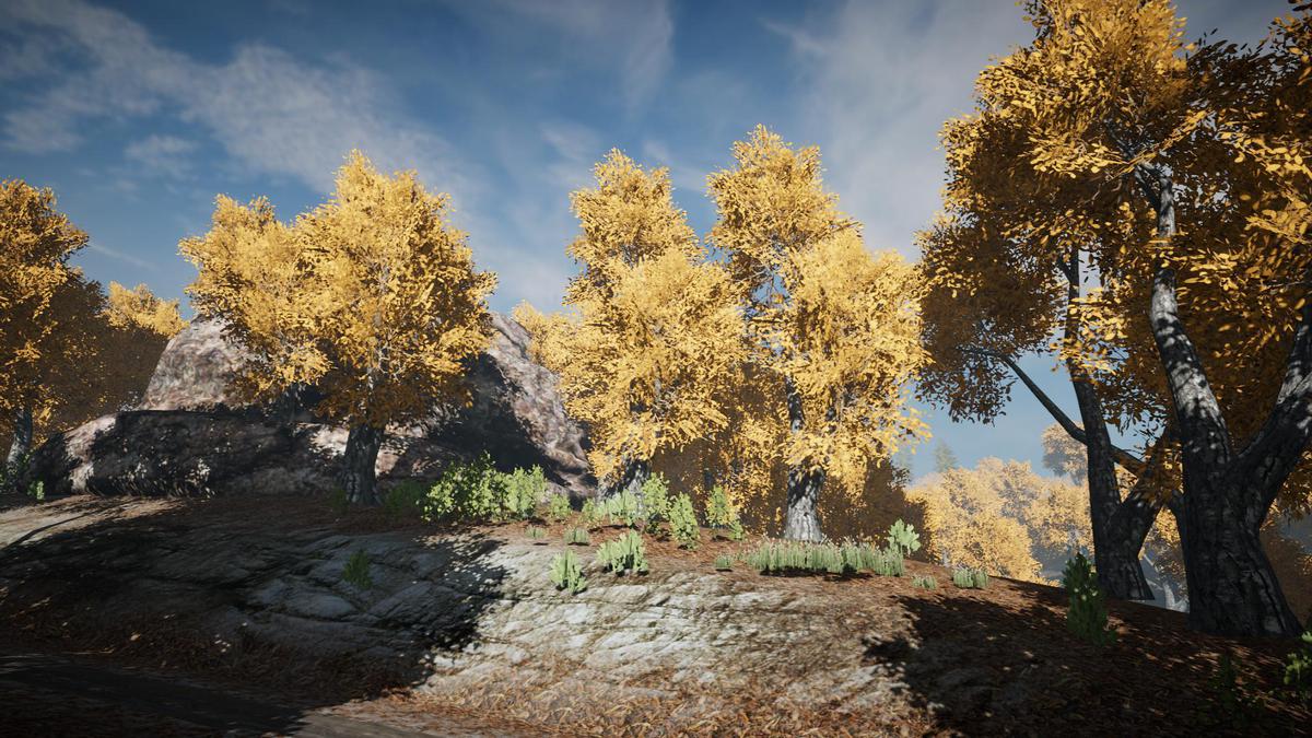 Big Tree Bundle