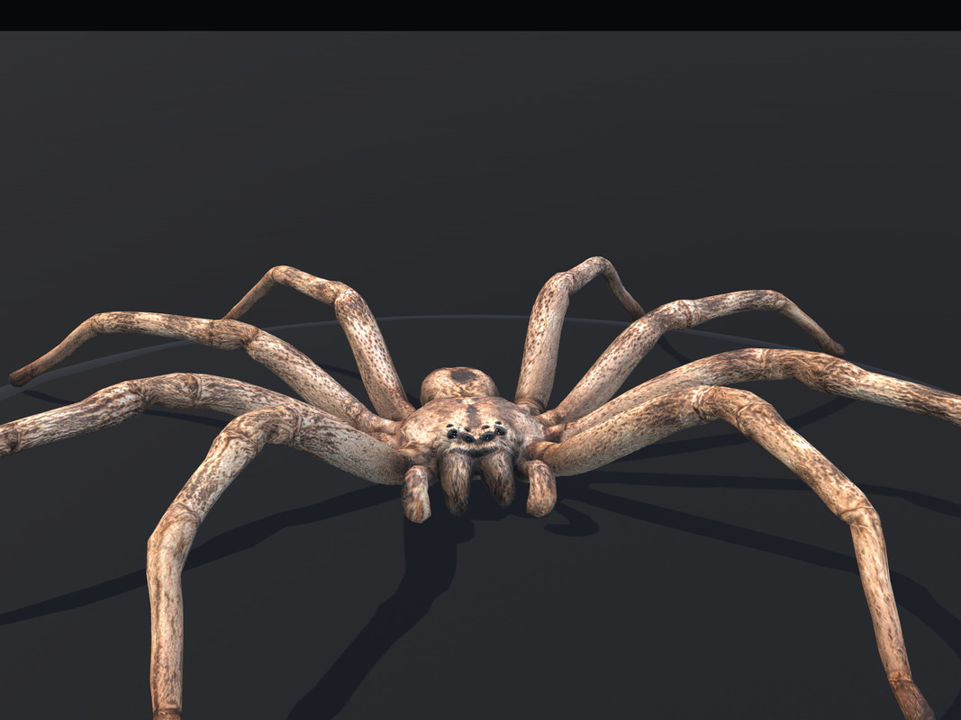 Arachnid Collection — 4 Animated Spiders