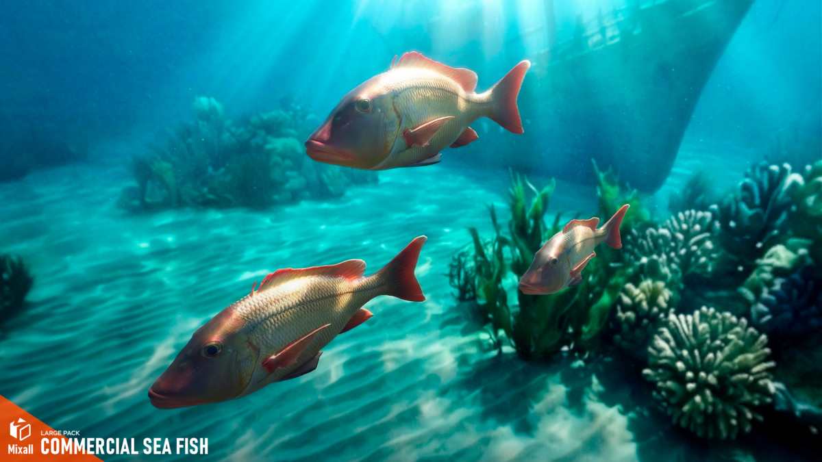 Commercial sea fish - large pack