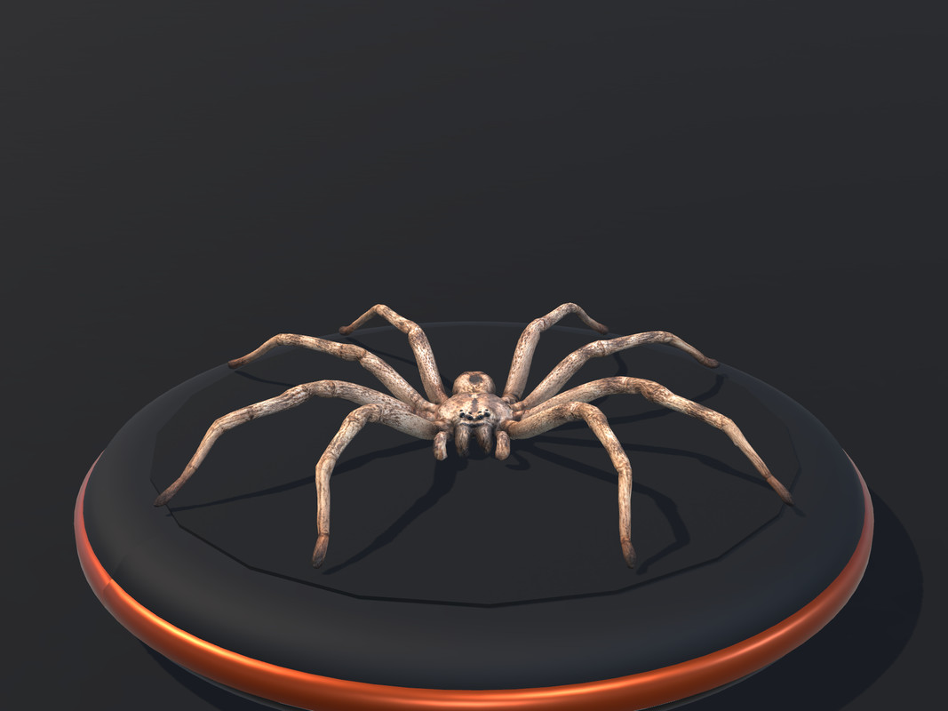 Arachnid Collection — 4 Animated Spiders