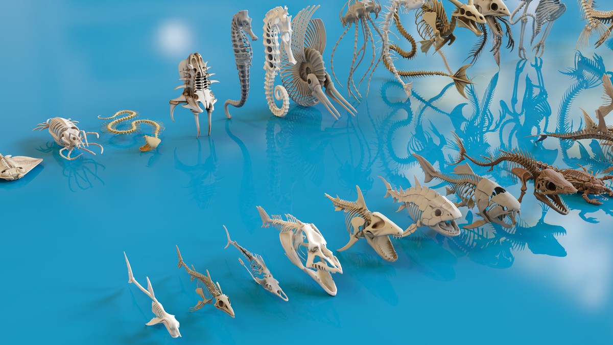 Fish and Underwater Creatures Skeleton Collection – Marine Bone 3D Asset Pack