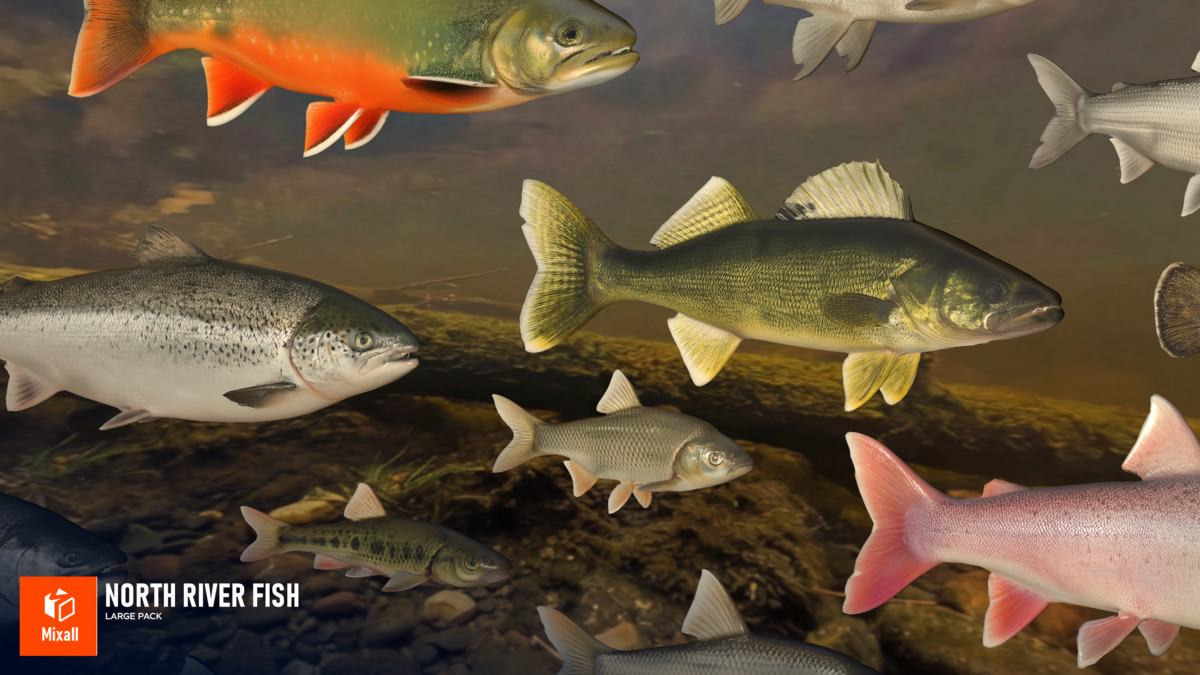 North river fish - large pack