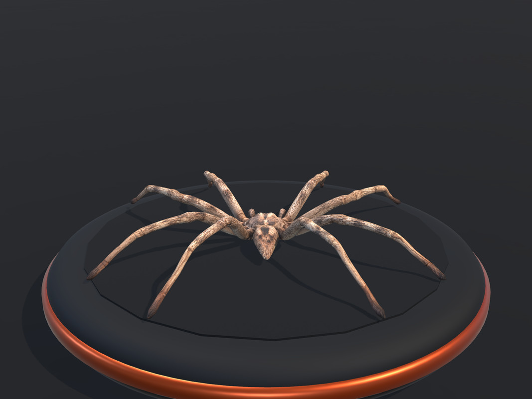 Arachnid Collection — 4 Animated Spiders