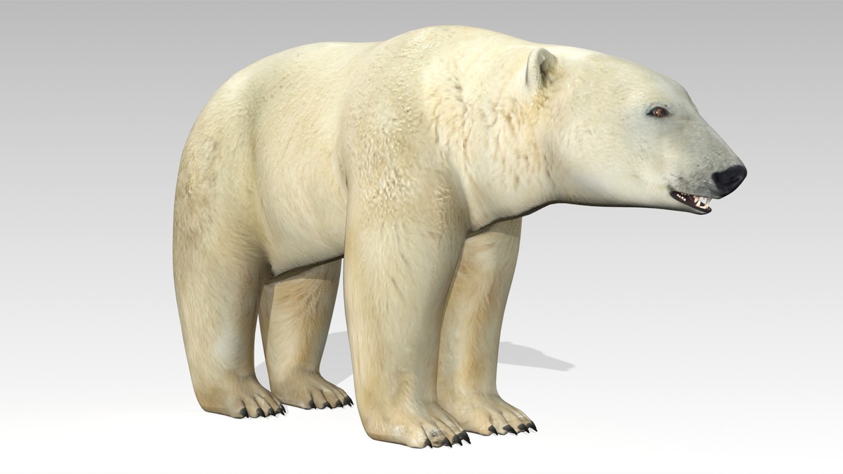 Polar Bear Animated