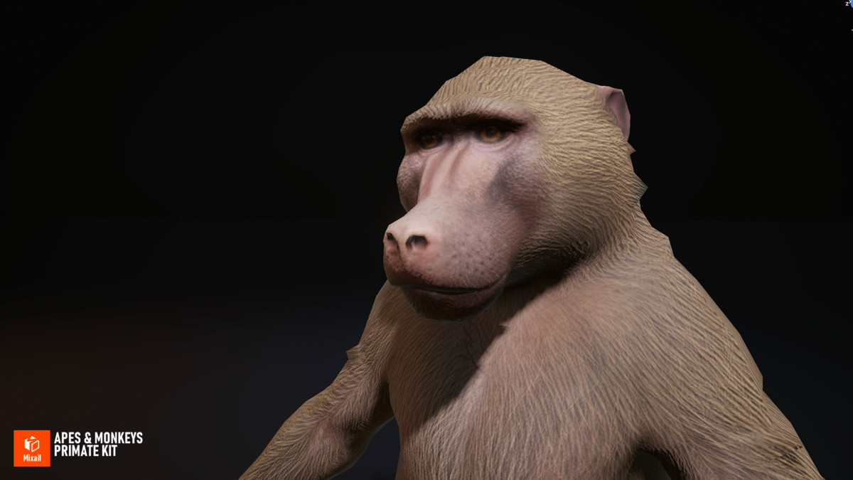 Apes & Monkeys - Primate Kit