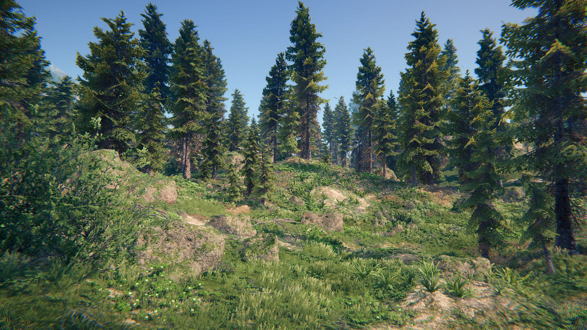 Spruce Forest