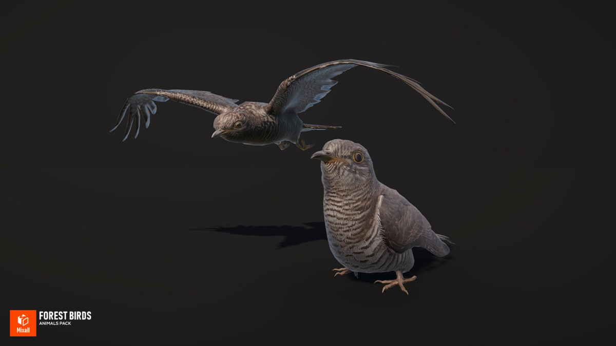 Forest birds - animals pack