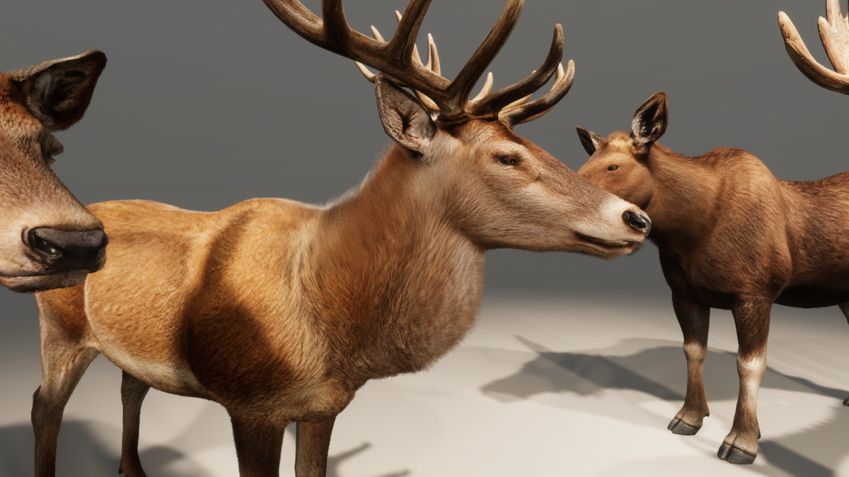 Realistic Deer & Moose – Animated Wildlife Pack