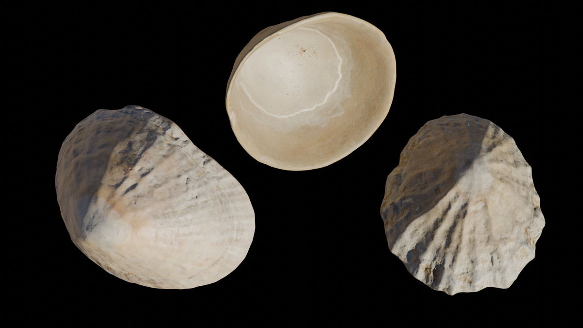 SeaShells Pack Vol 2