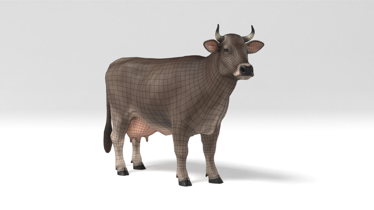 Braunvieh Cow