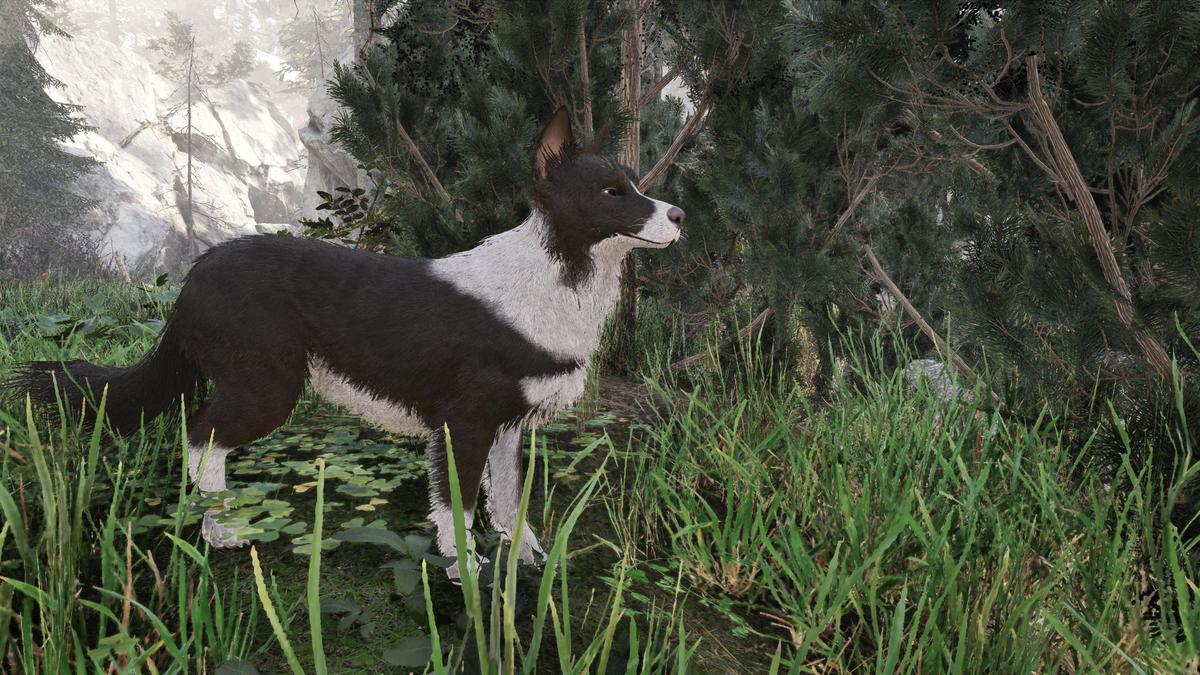 Skye the Border Collie (Dog)