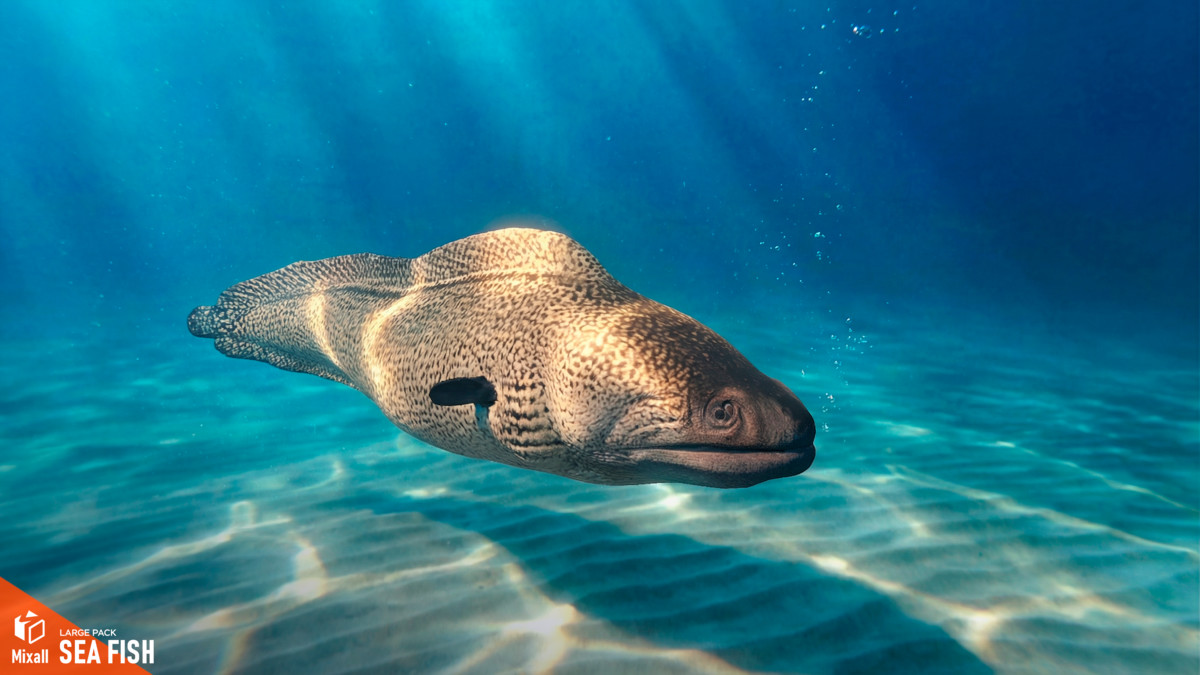 Sea fish - large pack