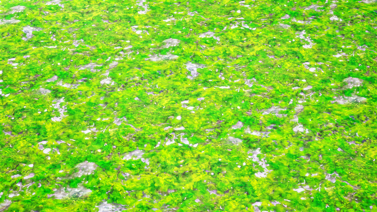 Stylized Materials - Moss 1
