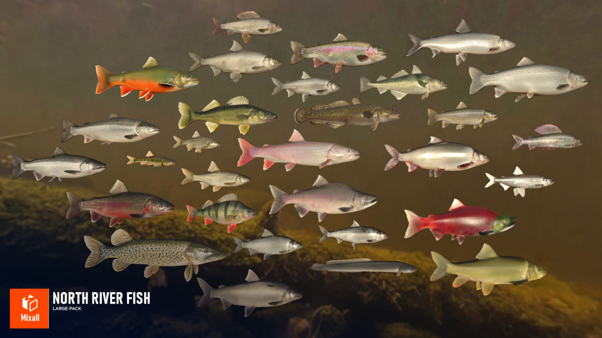 North river fish - large pack