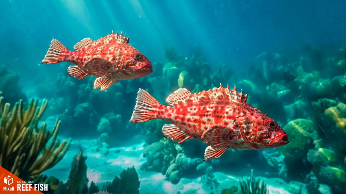 Reef fish - large pack