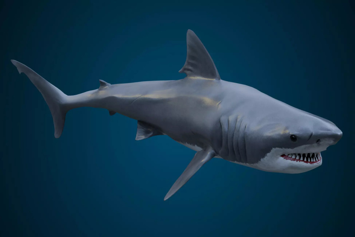 Animated sealife bundle