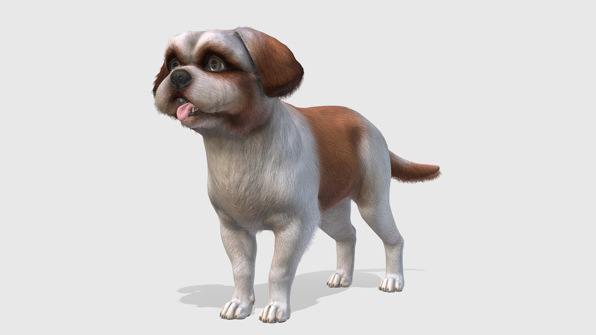 Dog - Shih Tzu