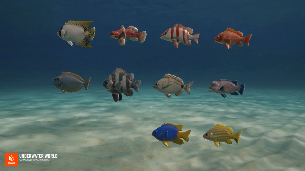 Underwater world - Coral Reef & Marine Life