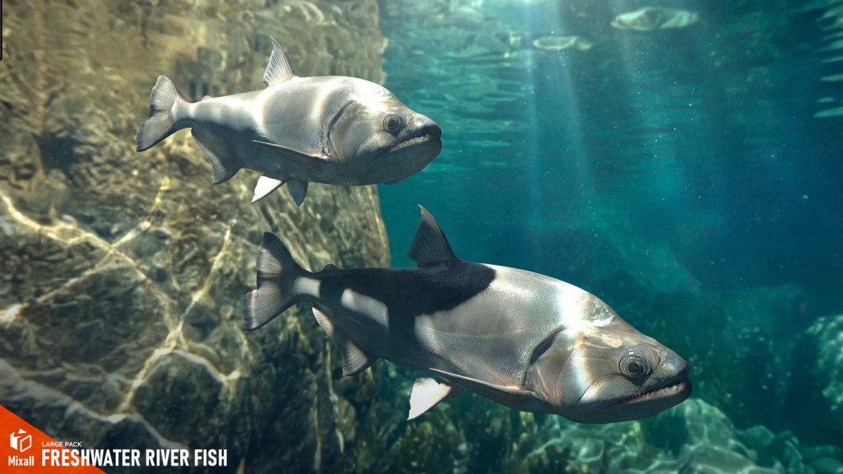 Freshwater river fish - large pack