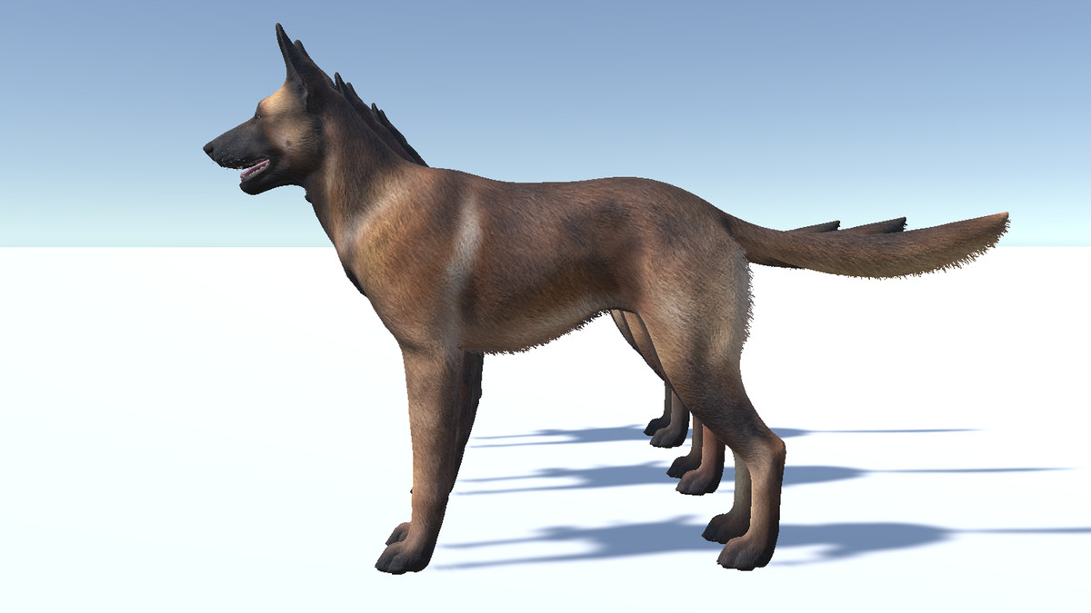 Dog - Belgian Malinois