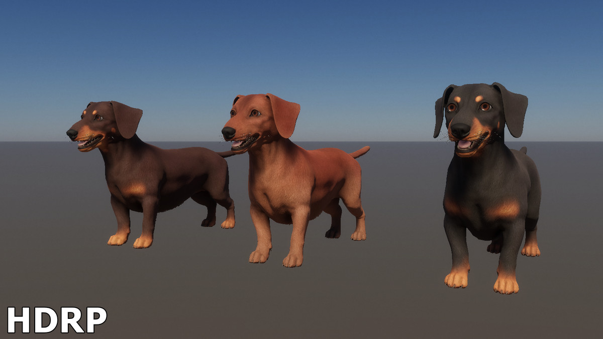 Dog -- Dachshund