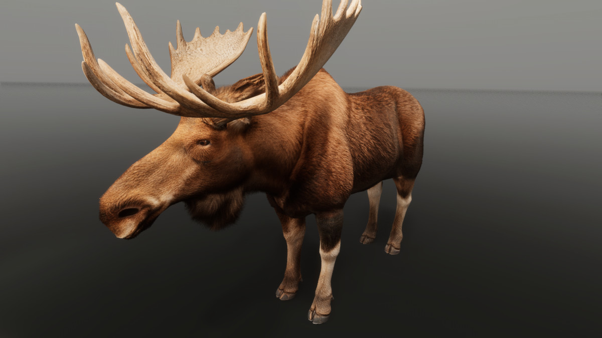 Ultrarealistic Forest Animals - Customizable Fur