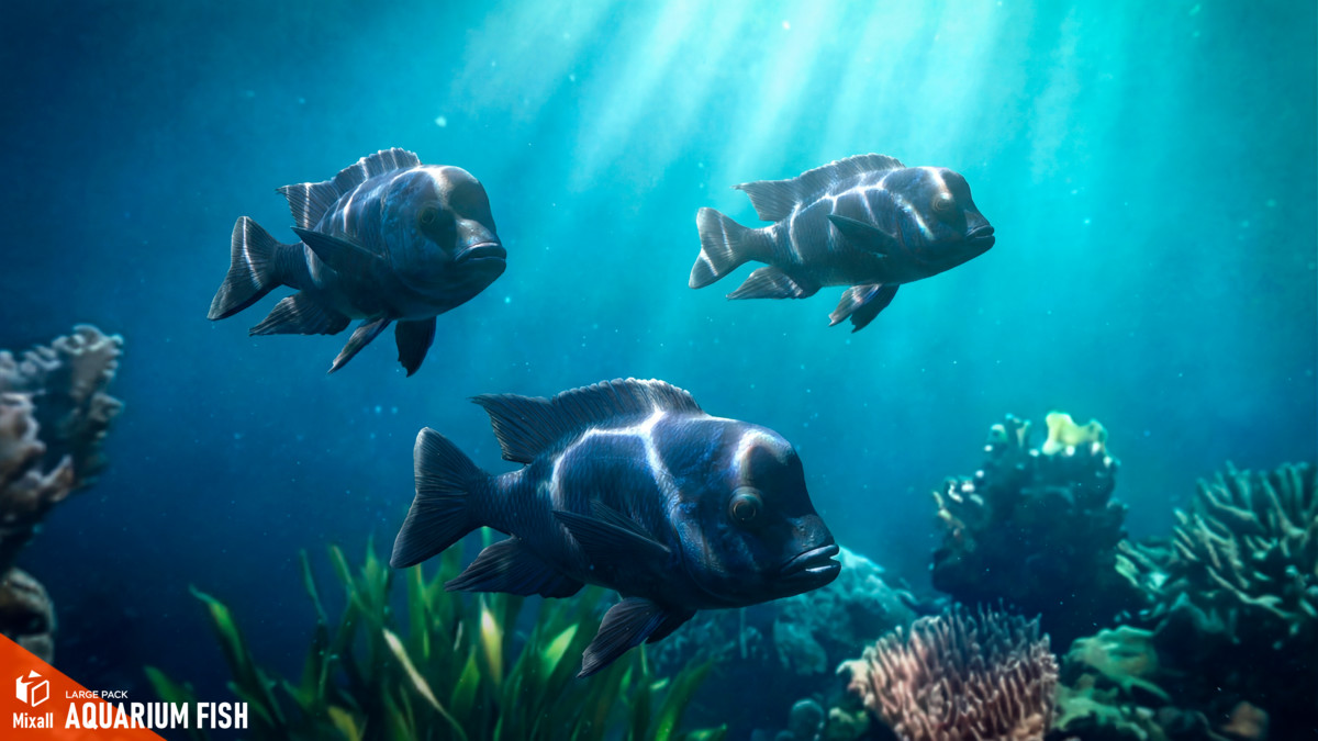 Aquarium fish - large pack